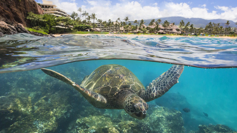 Turtle swimming at Black Rock Beach in Maui