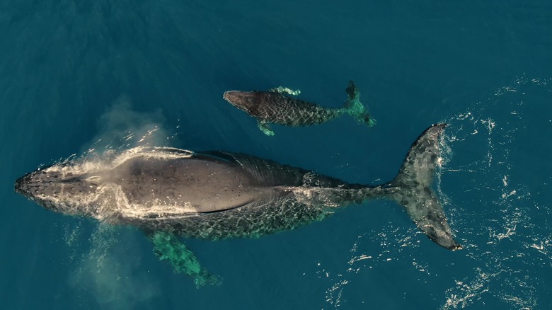 Humbpack whale and calf in Maui