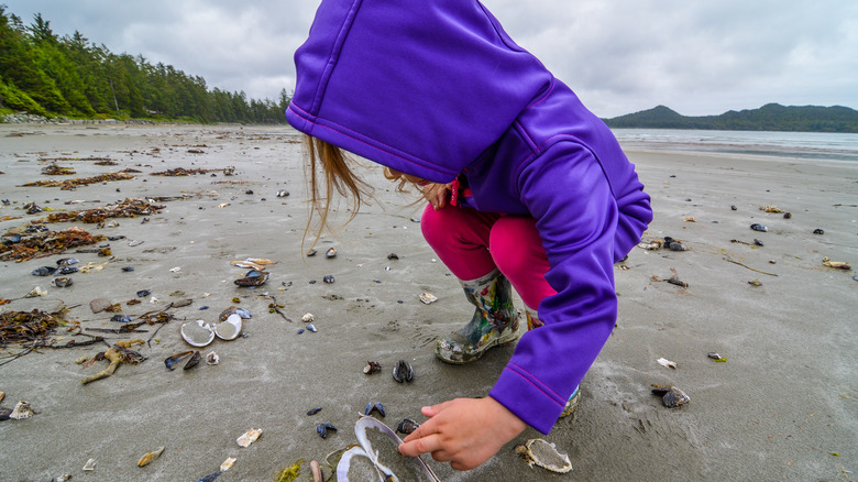 Child touching seashell on beach