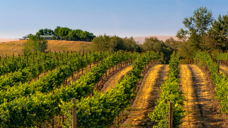 Vineyard in Walla Walla