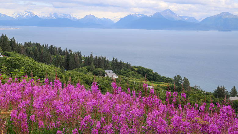 Wildflowers in Homer, Alaska