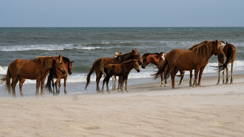 Wild horses at Assateague Island