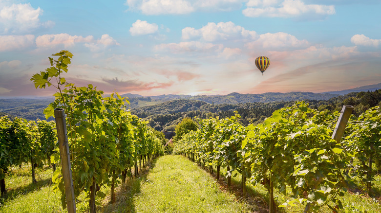 Napa Valley vineyard and balloon