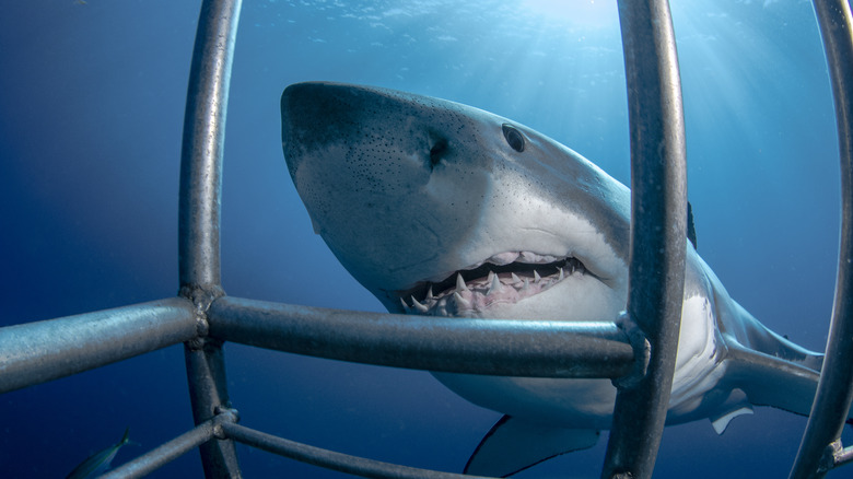 Shark cage close-up