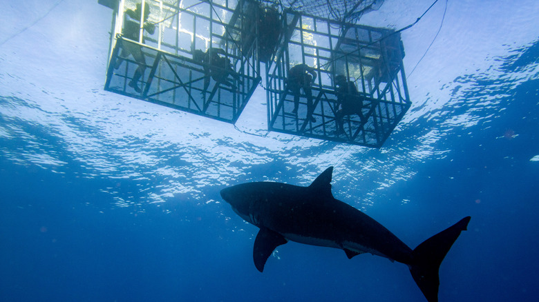 Tourists in cages above shark