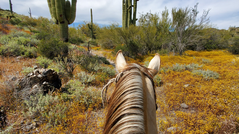 Horseback riding in desert 