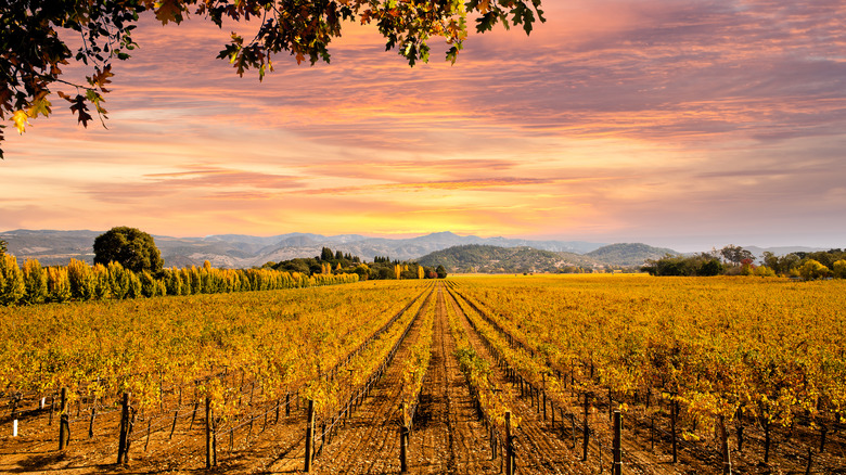 Napa vineyard in fall