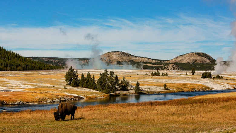 Buffalo grazing in Yellowstone National Park