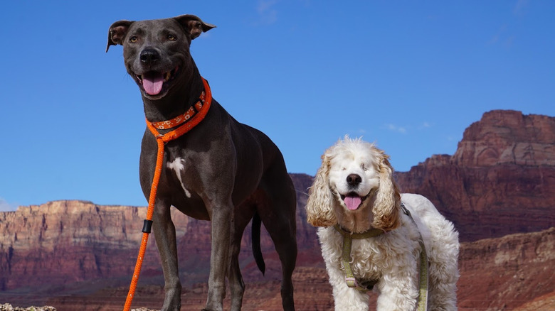 Dogs at the Grand Canyon