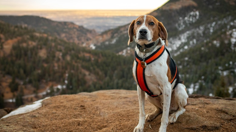 Dog hiking in Colorado Springs