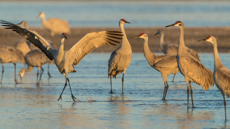 Sandhill cranes in Nebraska
