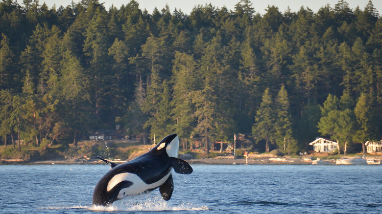 Killer whale by Henry Island