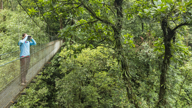 Person standing on bridge in rainforest with binoculars