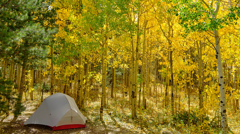 Campsite surrounded by fall leaves