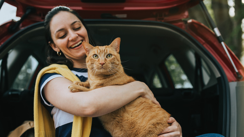 A cat in a car 