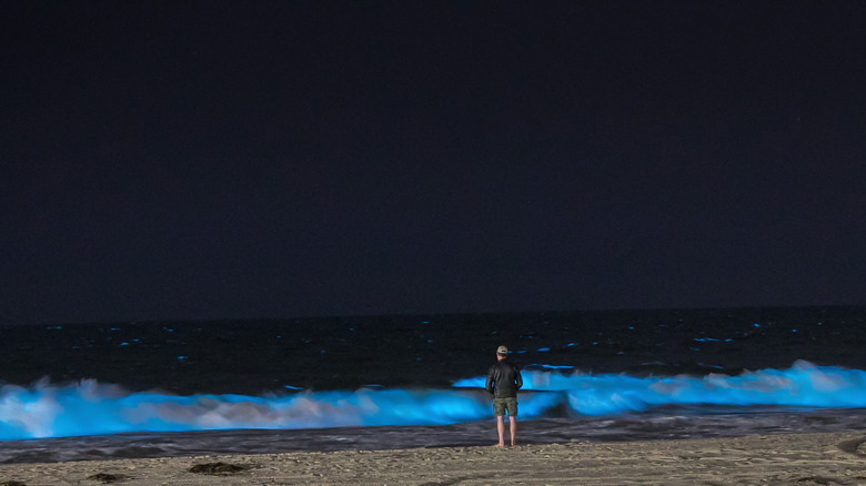 Man standing before bioluminescent waves