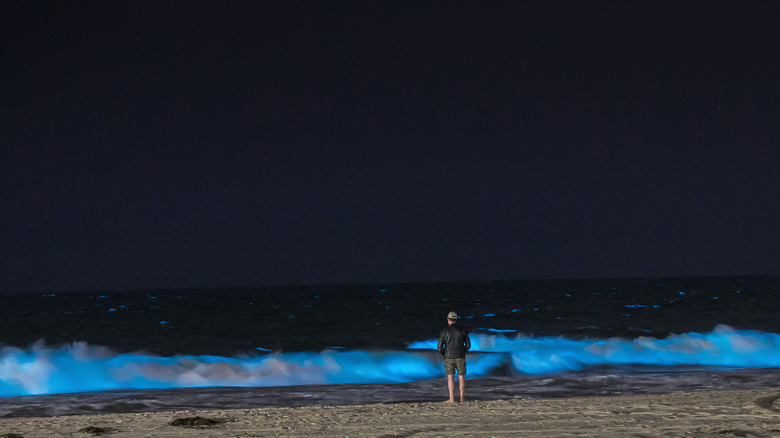 The Best Way To See The Unbelievable Underwater Glowing Plankton In Koh ...