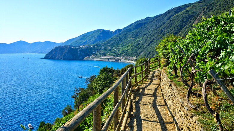 A cliffside hiking trail overlooking the Ligurian Sea