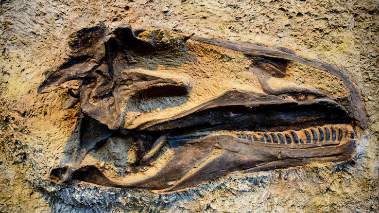 Fossils in rock formations at Dinosaur National Monument