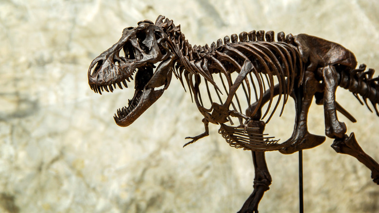 Dinosaur fossils at Dinosaur National Monument