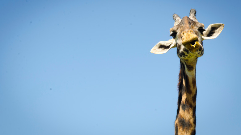 a giraffe