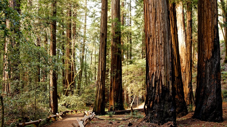 Armstrong Redwoods State Natural Reserve