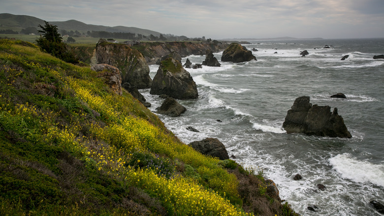 Gibson Beach near Bodega Bay