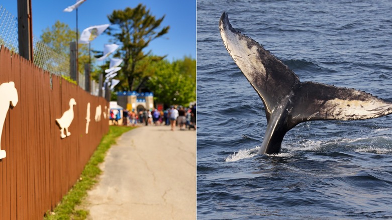 York's Wild Kingdom Zoo and whale tail in Maine