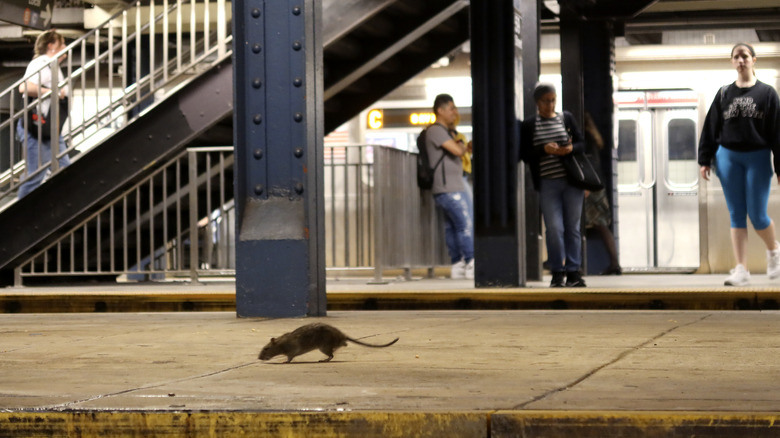 Rat on NYC subway platform