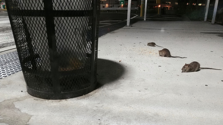 Rats eating by garbage can