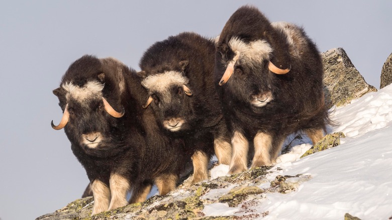 Three musk oxen in snow
