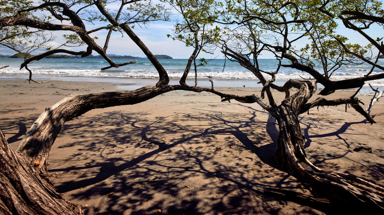 Trees by the beach in Nosara