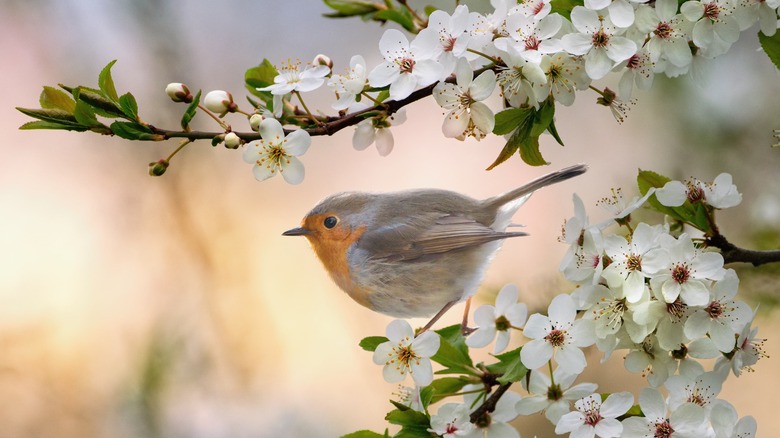 Robin perched on a cherry tree