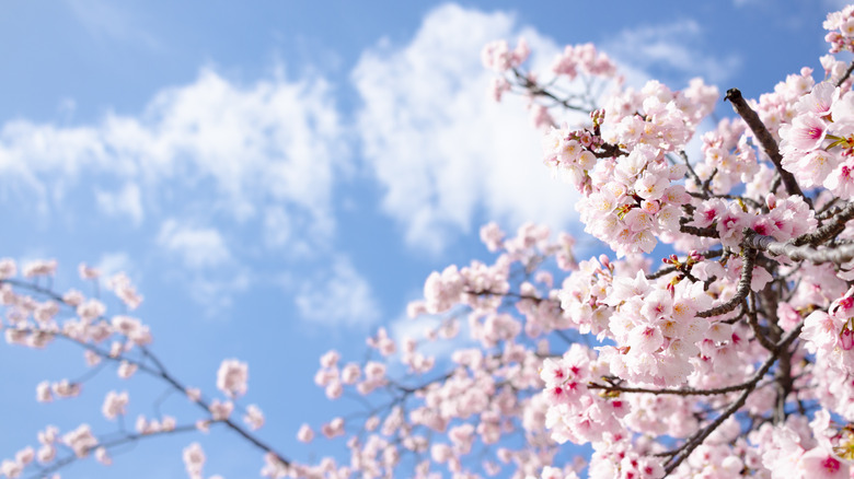 blooming cherry blossoms