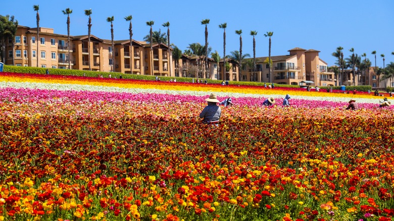 Carlsbad flower field with palms