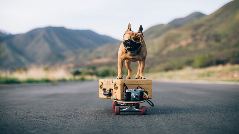 dog on small suitcase