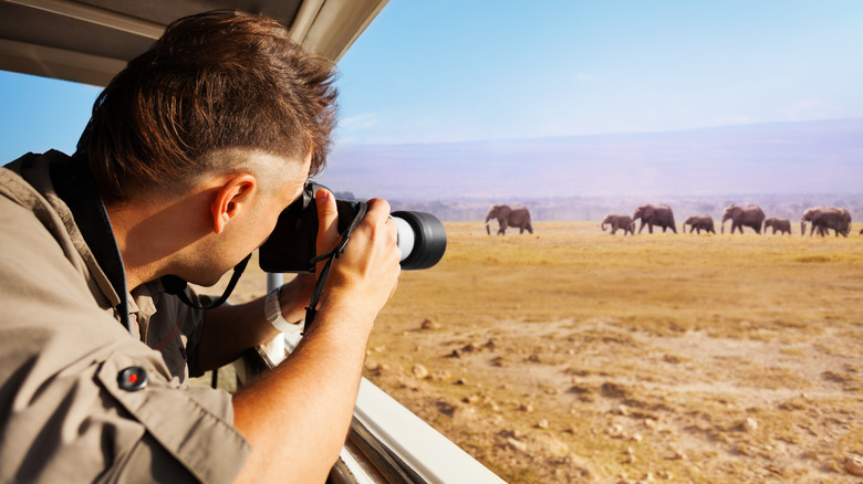 Traveler taking photos of elephants