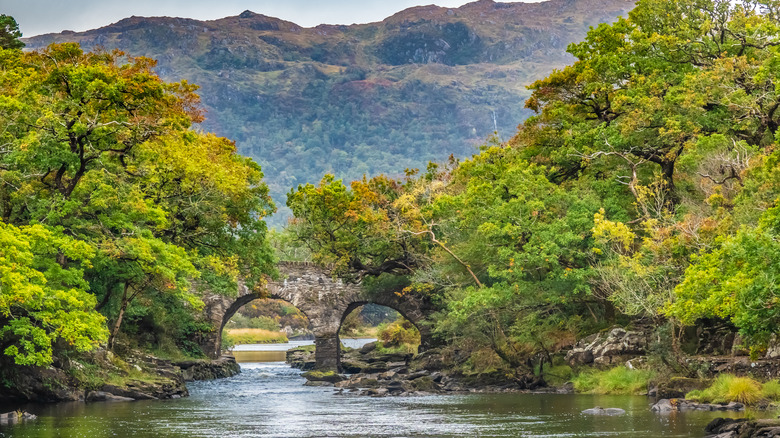 bridge in Killarney National Park 