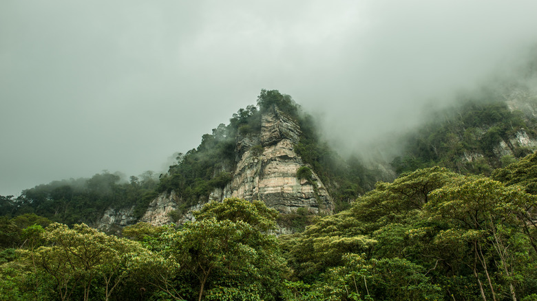 Cloud forest outside Bogotá Colombia