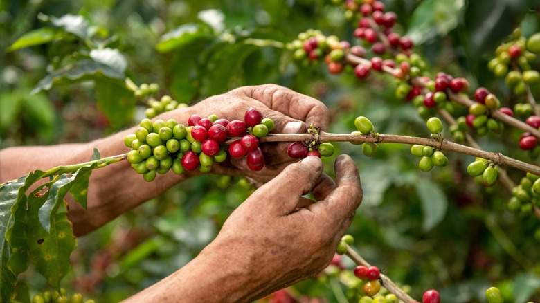 Farmer picking coffee beans Colombia