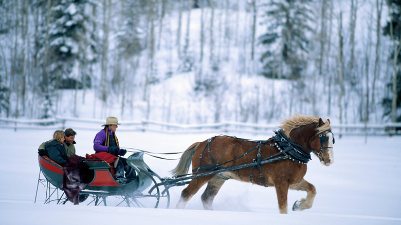 A sleigh ride through snow-covered trees