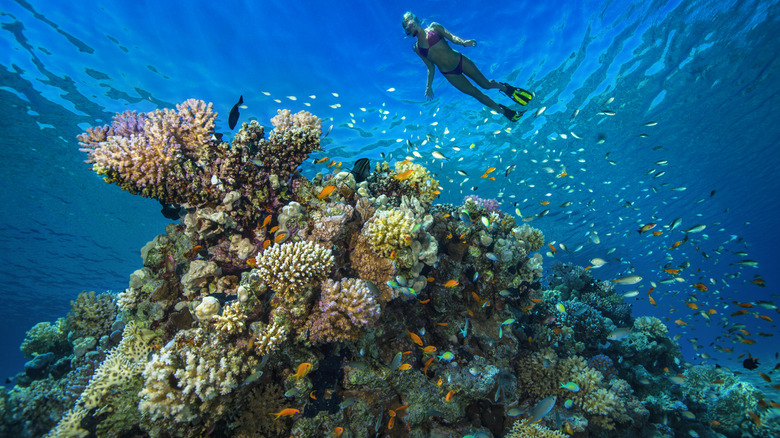 Woman snorkeling near coral reef with school of fish