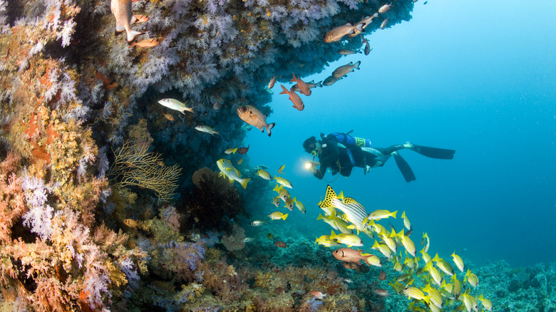 Scuba diver near coral reef