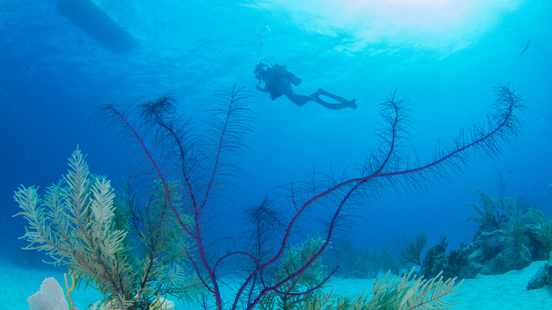 Turks and Caicos diver