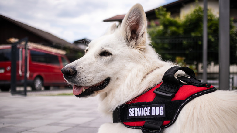 a white service dog in a vest