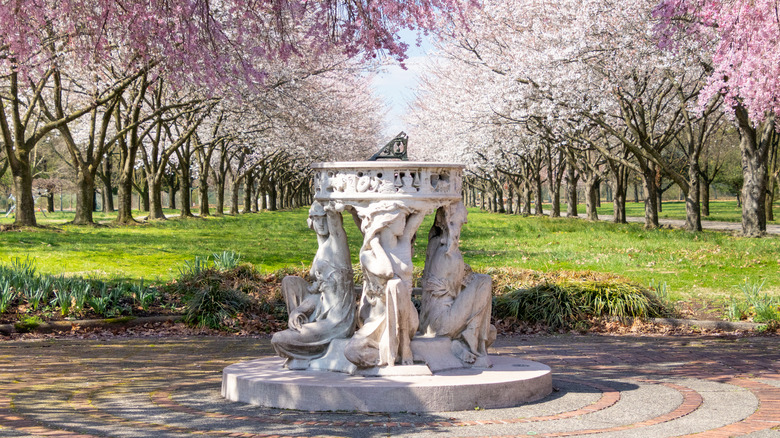 Cherry blossoms in Fairmount Park