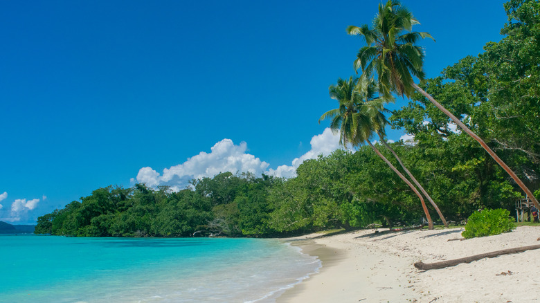 Beautiful tropical beach fringed by palm trees in Vanuatu