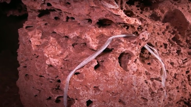 Cutta Cutta Caves, Australia