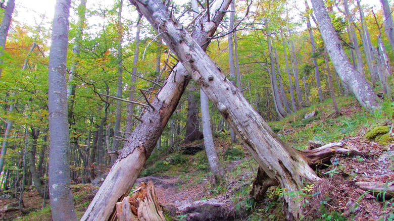 A pair of partially fallen trees.