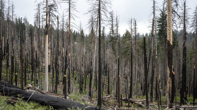 A forest of dead trees due to wildfire.